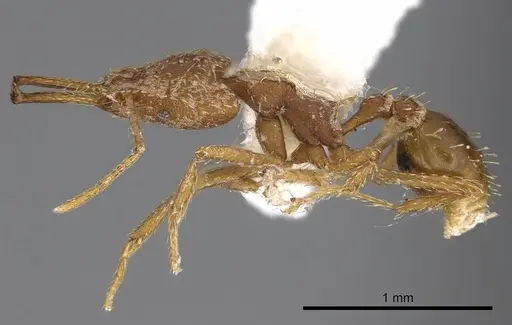 Strumigenys ludia specimen CASENT0914506 image casent0914506_3