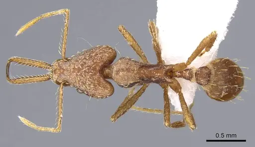 Strumigenys ludia specimen CASENT0914743 image casent0914743_1