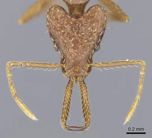 Strumigenys ludia specimen CASENT0914743 image casent0914743_2