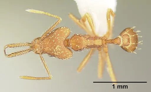 Strumigenys ludia specimen INBIOCRI001237630 image inbiocri001237630_1