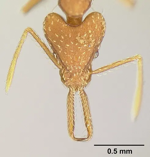 Strumigenys ludia specimen INBIOCRI001237630 image inbiocri001237630_2