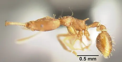 Strumigenys ludia specimen INBIOCRI001237630 image inbiocri001237630_3