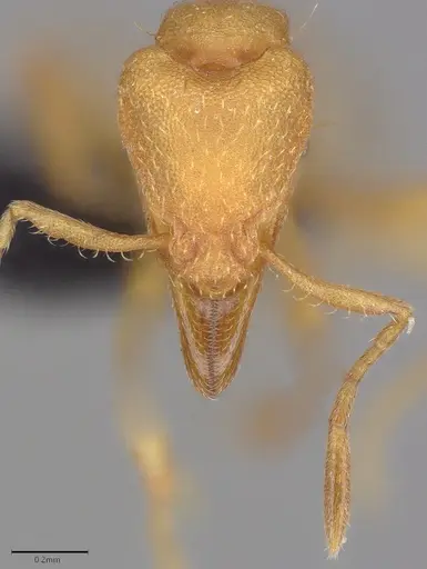 Strumigenys lujae specimen CASENT0096113 image casent0096113_1