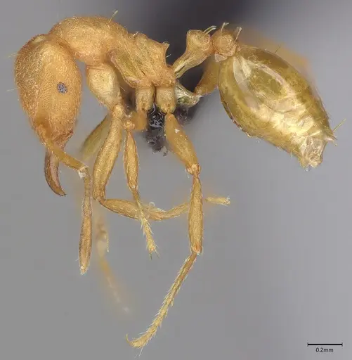 Strumigenys lujae specimen CASENT0096113 image casent0096113_2