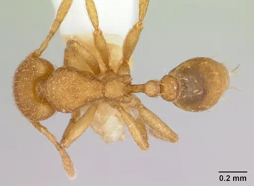Strumigenys lujae specimen CASENT0178312 image casent0178312_1