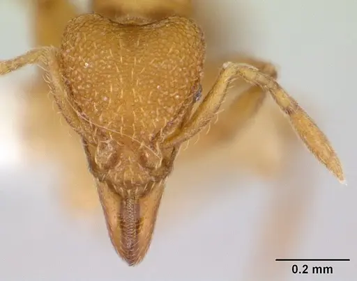 Strumigenys lujae specimen CASENT0178312 image casent0178312_2