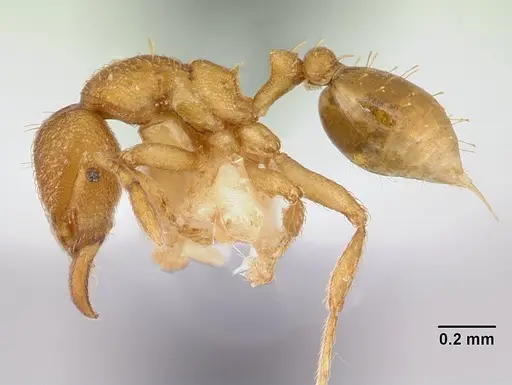 Strumigenys lujae specimen CASENT0178312 image casent0178312_3