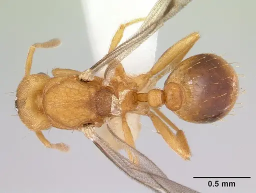 Strumigenys lujae specimen CASENT0178313 image casent0178313_1