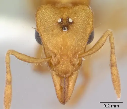 Strumigenys lujae specimen CASENT0178313 image casent0178313_2