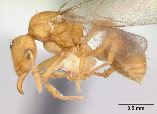 Strumigenys lujae specimen CASENT0178313 image casent0178313_3