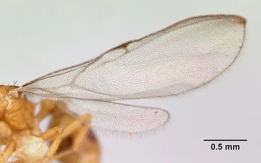 Strumigenys lujae specimen CASENT0178313 image casent0178313_4
