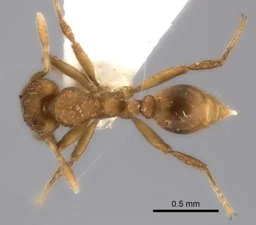 Strumigenys lujae specimen CASENT0217194 image casent0217194_1