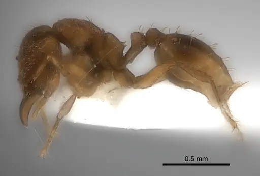 Strumigenys lujae specimen CASENT0217194 image casent0217194_3