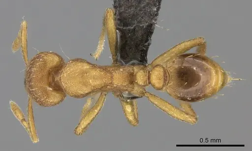 Strumigenys lujae specimen CASENT0235693 image casent0235693_1