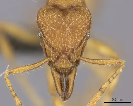 Strumigenys lujae specimen CASENT0235693 image casent0235693_2