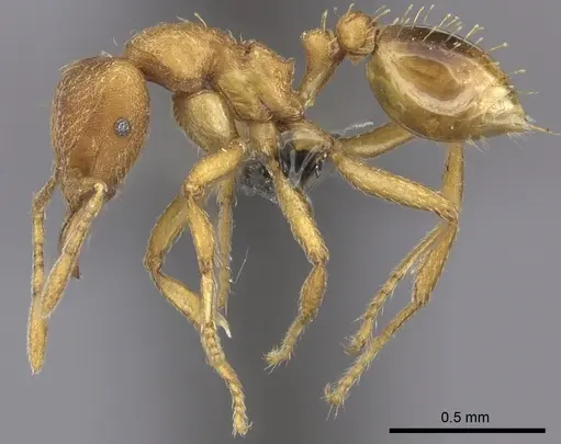 Strumigenys lujae specimen CASENT0235693 image casent0235693_3