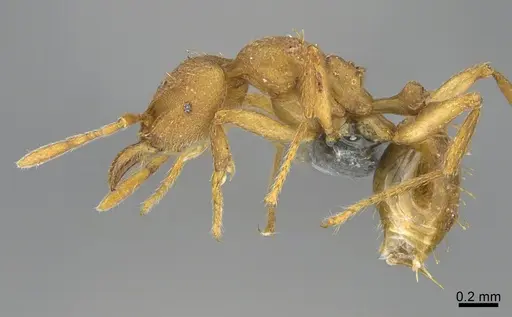 Strumigenys lujae specimen CASENT0359652 image casent0359652_1