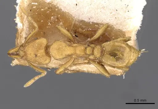 Strumigenys lujae specimen CASENT0909334 image casent0909334_1