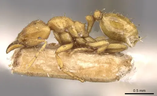 Strumigenys lujae specimen CASENT0909334 image casent0909334_3