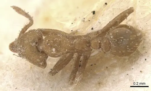 Strumigenys lujae specimen CASENT0912837 image casent0912837_1
