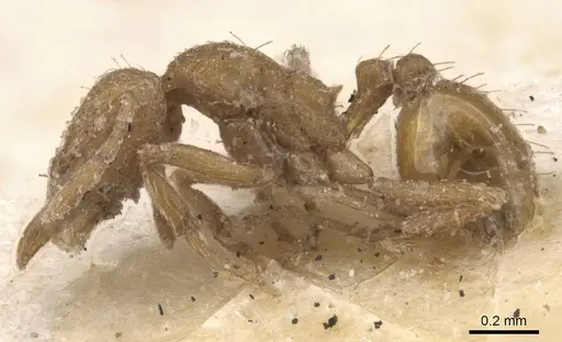 Strumigenys lujae specimen CASENT0912837 image casent0912837_3