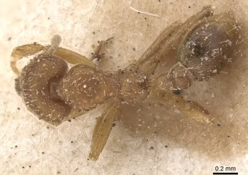 Strumigenys lujae specimen CASENT0912838 image casent0912838_1