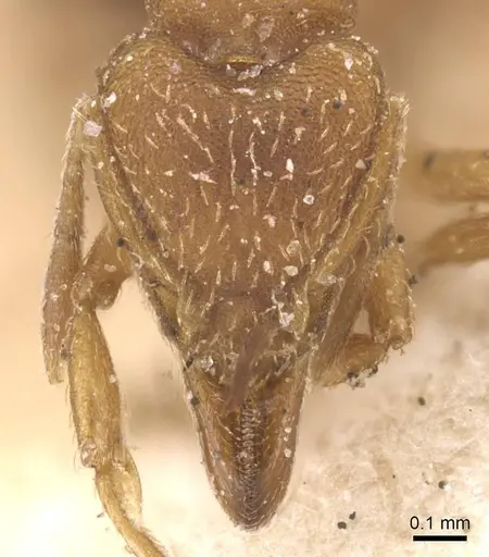 Strumigenys lujae specimen CASENT0912838 image casent0912838_2