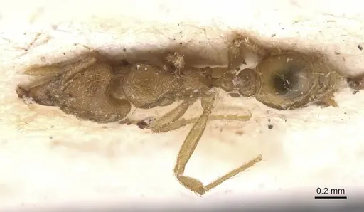 Strumigenys lujae specimen CASENT0912839 image casent0912839_1