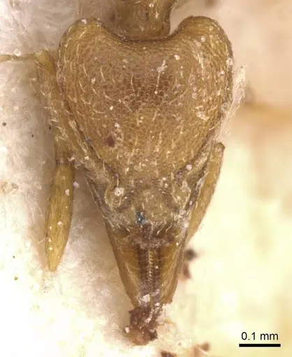 Strumigenys lujae specimen CASENT0912839 image casent0912839_2