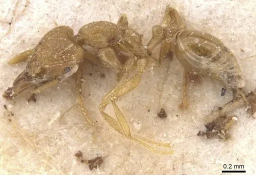 Strumigenys lujae specimen CASENT0912839 image casent0912839_3