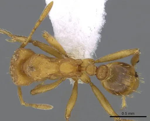Strumigenys lujae specimen CASENT0914716 image casent0914716_1