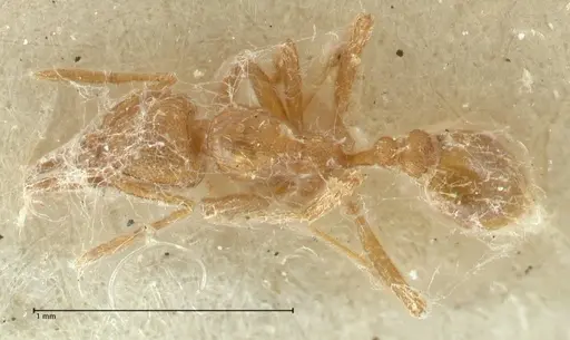 Strumigenys lujae specimen FOCOL2152 image focol2152_1