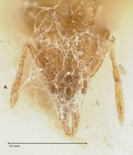 Strumigenys lujae specimen FOCOL2152 image focol2152_2