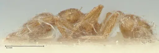 Strumigenys lujae specimen FOCOL2152 image focol2152_3