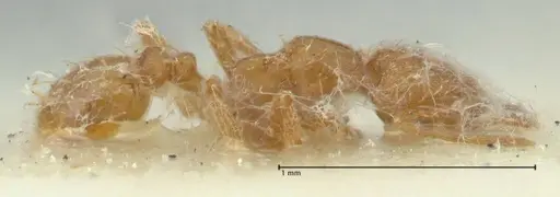 Strumigenys lujae specimen FOCOL2152 image focol2152_4