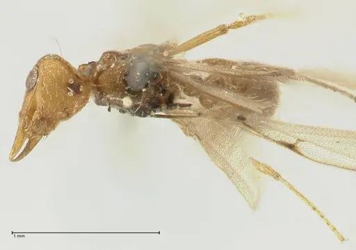 Strumigenys lujae specimen FOCOL2153 image focol2153_1