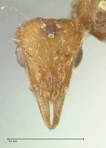Strumigenys lujae specimen FOCOL2153 image focol2153_2