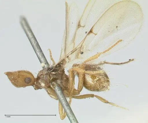 Strumigenys lujae specimen FOCOL2153 image focol2153_3