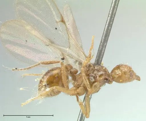Strumigenys lujae specimen FOCOL2153 image focol2153_4