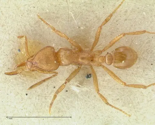 Strumigenys lujae specimen FOCOL2154 image focol2154_1