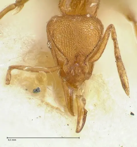 Strumigenys lujae specimen FOCOL2154 image focol2154_2