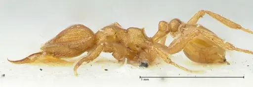 Strumigenys lujae specimen FOCOL2154 image focol2154_3