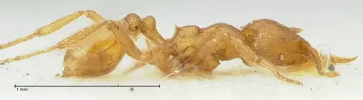 Strumigenys lujae specimen FOCOL2154 image focol2154_4