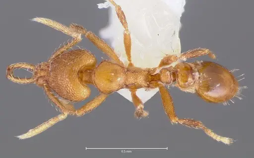 Strumigenys lura specimen CASENT0005589 image casent0005589_1