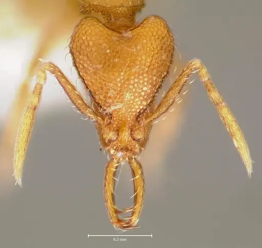 Strumigenys lura specimen CASENT0005589 image casent0005589_2