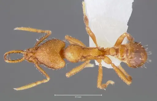 Strumigenys lura specimen CASENT0005590 image casent0005590_1