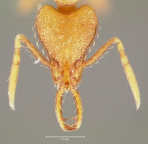 Strumigenys lura specimen CASENT0005590 image casent0005590_2