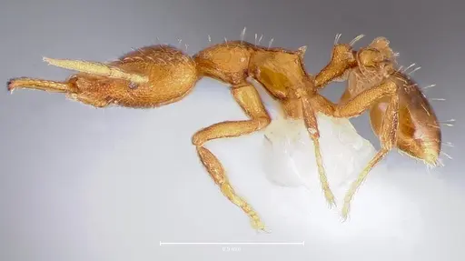 Strumigenys lura specimen CASENT0005590 image casent0005590_3