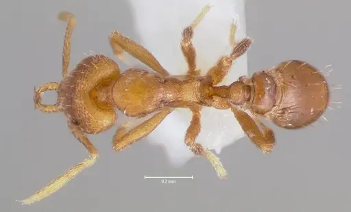 Strumigenys lura specimen CASENT0005591 image casent0005591_1