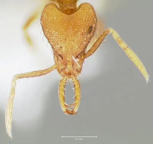 Strumigenys lura specimen CASENT0005591 image casent0005591_2